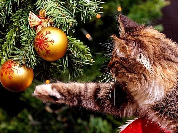 2022 kerstkaarten katten serie 1 – Stichting Dierennood