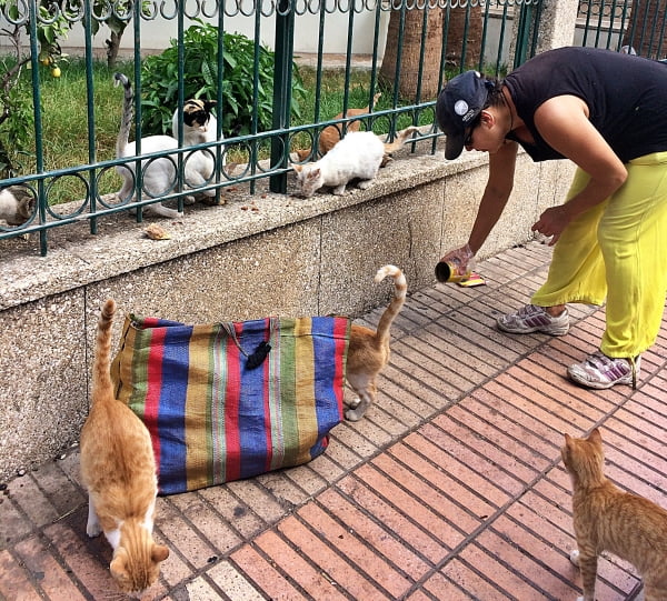 Zwerfkatten voeren in de straat