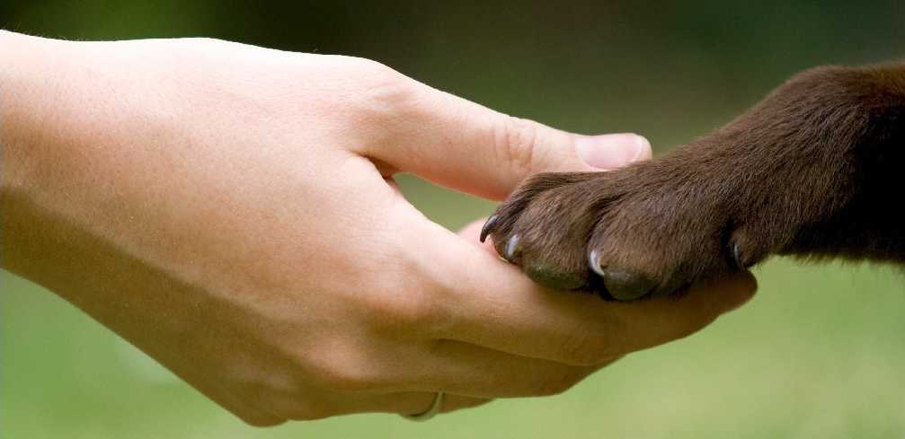 stichting dierennood nieuwjaards wens