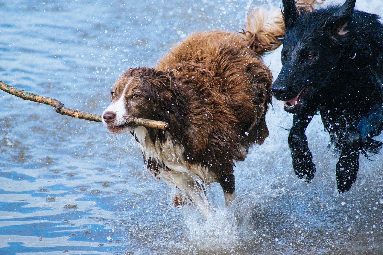 dogs, playing, fun