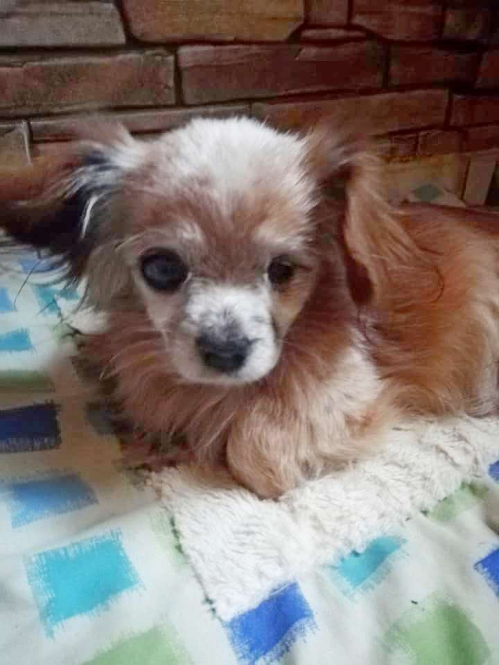 Hondje