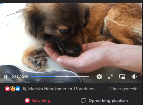 bruin hondje 2.PNG