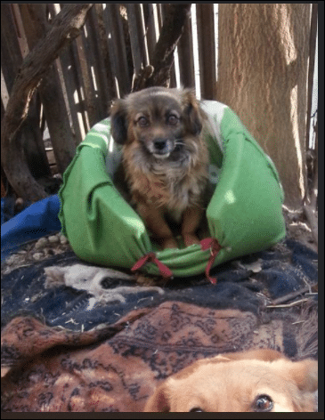 bruin zwart hondje.PNG