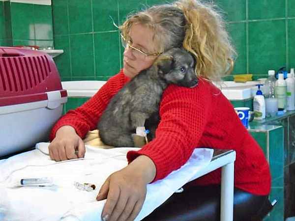 Dieren In Nood Helpen - Stichting Dierennood