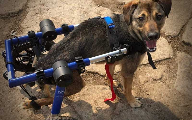 invalide hondje met karretje