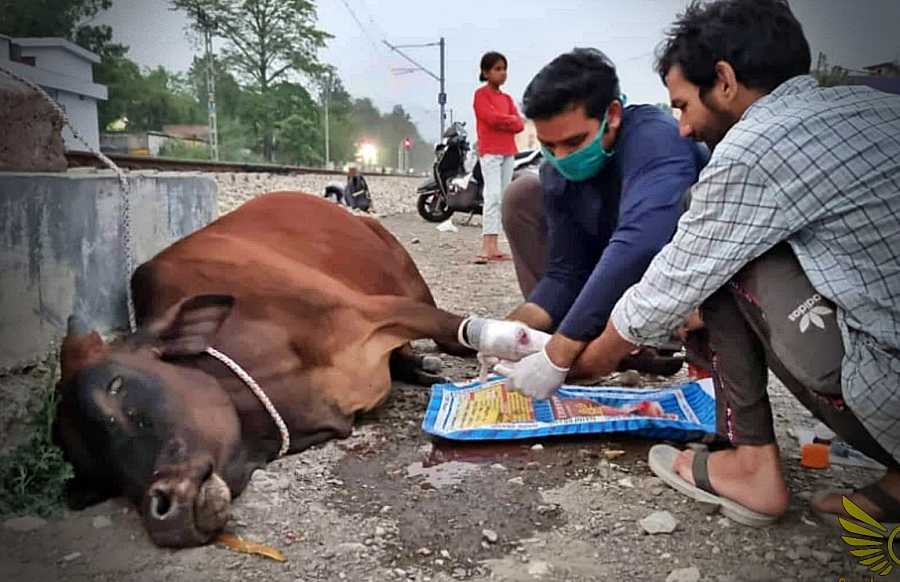 helping a sick cow in the streets