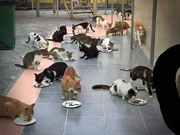 Katten eten in de straat