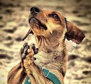 Hond met pootjes in smeekhouding