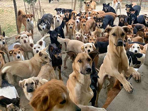 groep honden in kennel