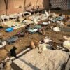 Hulpproject 175 – Zwerfdieren in moeizaam Egypte
