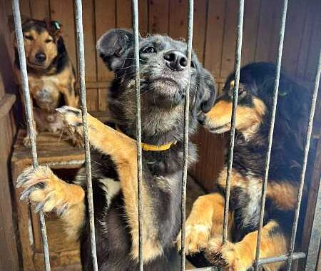 Zwerfdieren helpen in het buitenland