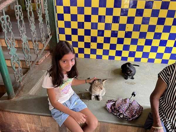 Catching cats3-600