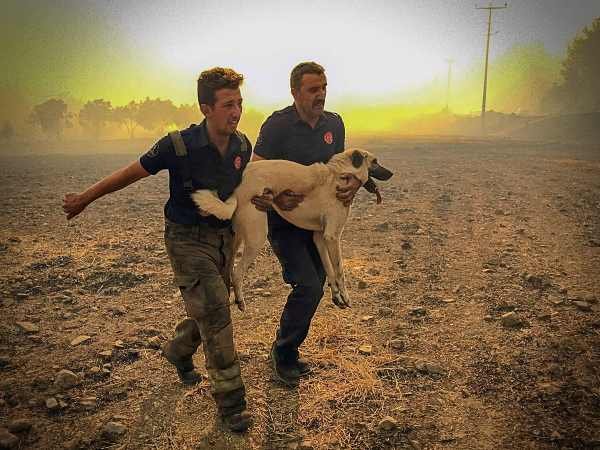 een-hond-wordt-gered-in-het-turkse-mugla-waar-veel-branden