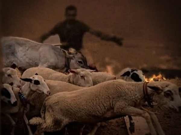 schapen