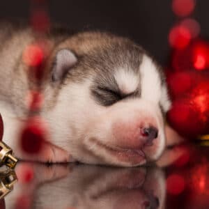 Kerstkaarten 2025 - Honden
