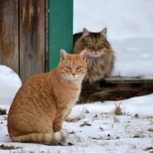 Kerstkaarten 2025 - Katten