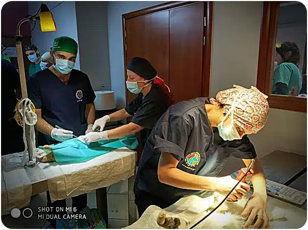 Surgical team in an operating room performing a procedure on a patient, with two surgeons and a nurse assistant, all wearing masks and caps under bright lights.