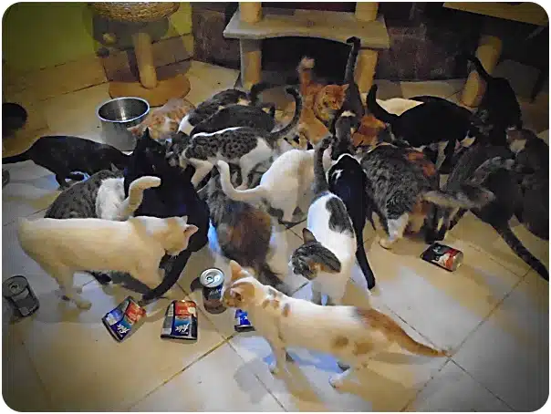 Many cats of different colors gathered around scattered canned food on a tiled floor, some bowls nearby in a home setting.