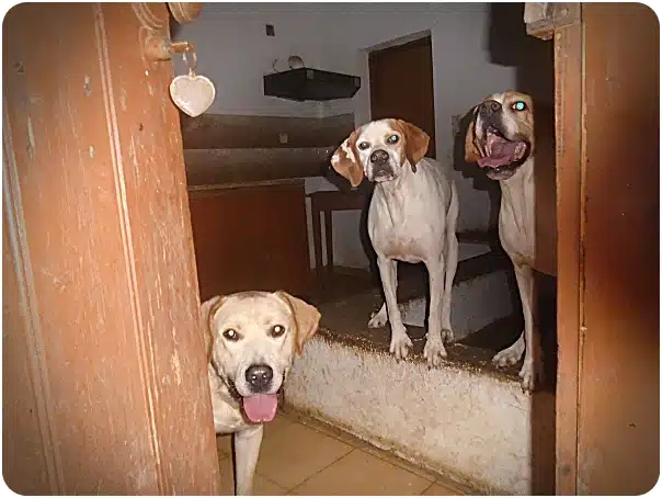 Three dogs peek into a doorway, two standing on a step and one on the floor, all looking toward the camera with tongues out.