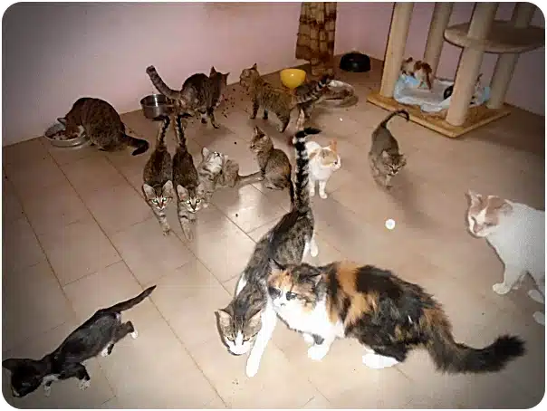 A room full of kittens and a few adult cats gathered on a tiled floor, some near bowls, with a cat tree in the corner.