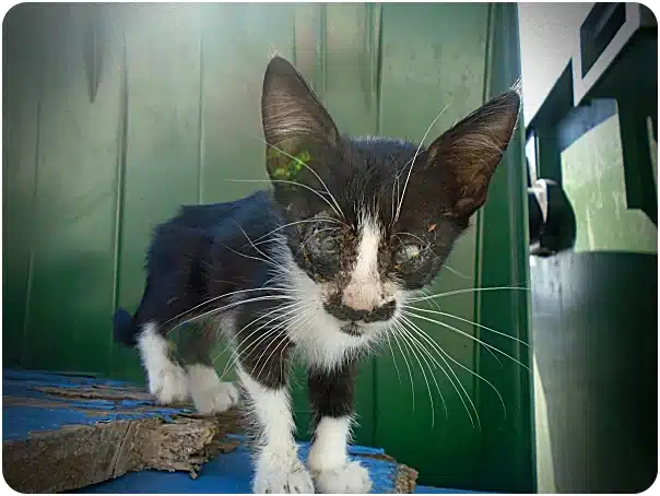 Black-and-white stray cat with crusty eyes and a dirty nose standing on a blue wooden surface beside a green wall.