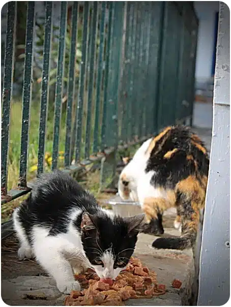 Two kittens eating scattered kibble on a concrete path beside a green metal railing; foreground black-and-white kitten, calico in the background.