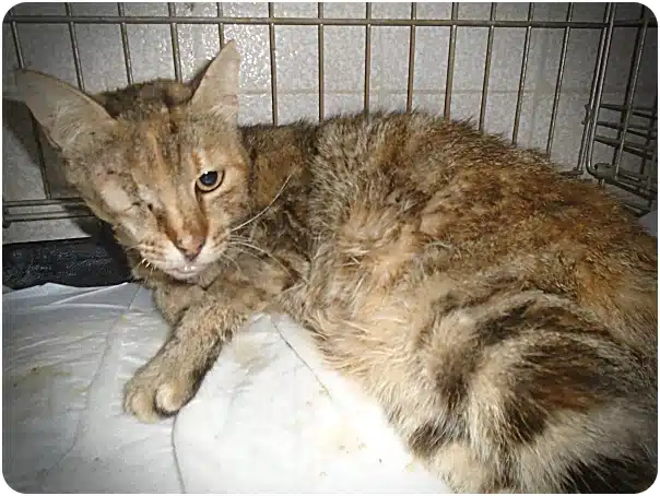Cat in a metal cage resting on a white blanket, looking toward the camera with a tired expression.