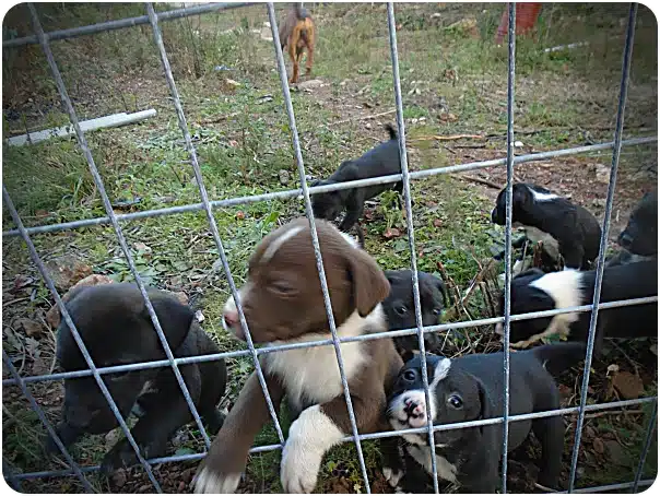 Puppies behind a metal wire fence outdoors, with a brown-and-white puppy in the foreground and several black puppies nearby.