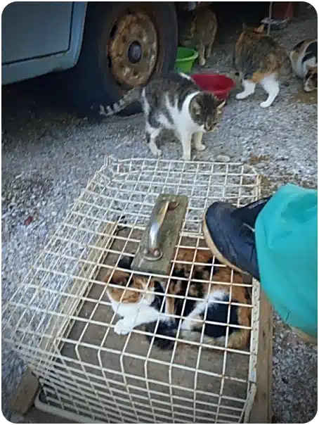 Cat inside a wire humane trap on a gravel surface, with a person wearing teal shoes nearby as two other cats observe in the background near a car wheel.