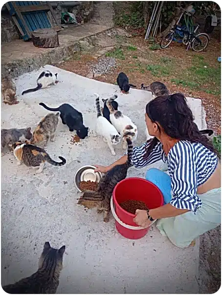Woman kneeling on a concrete patio feeds a group of stray cats from bowls and a red bucket.