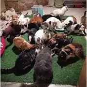 Group of many cats of different colors gathered on a green rug in a living room near a fireplace.