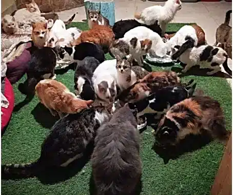 Group of many cats of different colors gathered on a green rug in a living room near a fireplace.