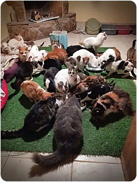 Group of many cats of different colors gathered on a green rug in a living room near a fireplace.