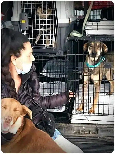 Person wearing a mask sits beside two dog crates in the back of a vehicle, one dog inside a crate and another resting outside the crate near her.