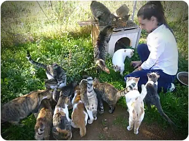 Woman kneeling outdoors feeds many cats gathered around her near a small cat shelter and a washing machine in the yard.