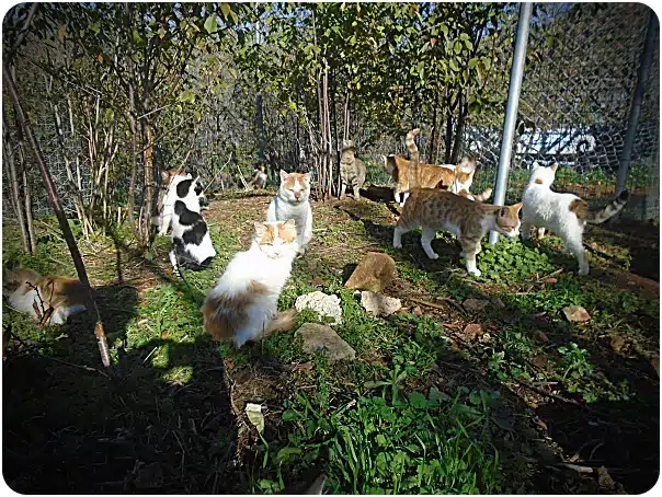 Group of cats of various colors gathered in a sunny yard with greenery and a chain-link fence.