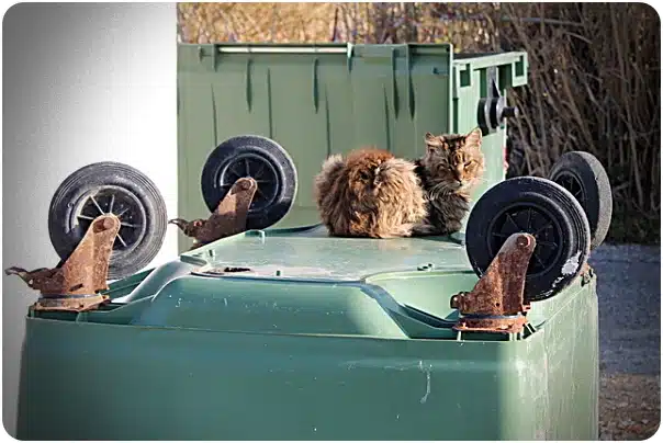 Two fluffy cats are perched on the lid of an overturned green dumpster with wheels in an outdoor area.