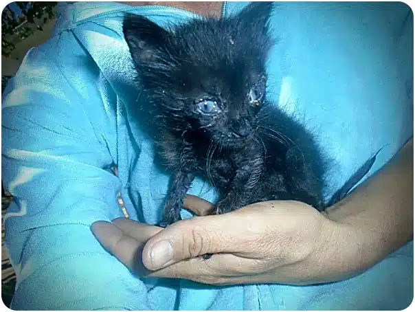 Small black kitten being gently cradled in a person's blue shirt, looking wet and vulnerable, possibly rescued.