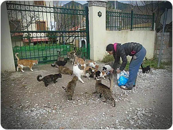 Person kneeling and feeding a large group of cats outdoors beside a metal gate and stone wall.