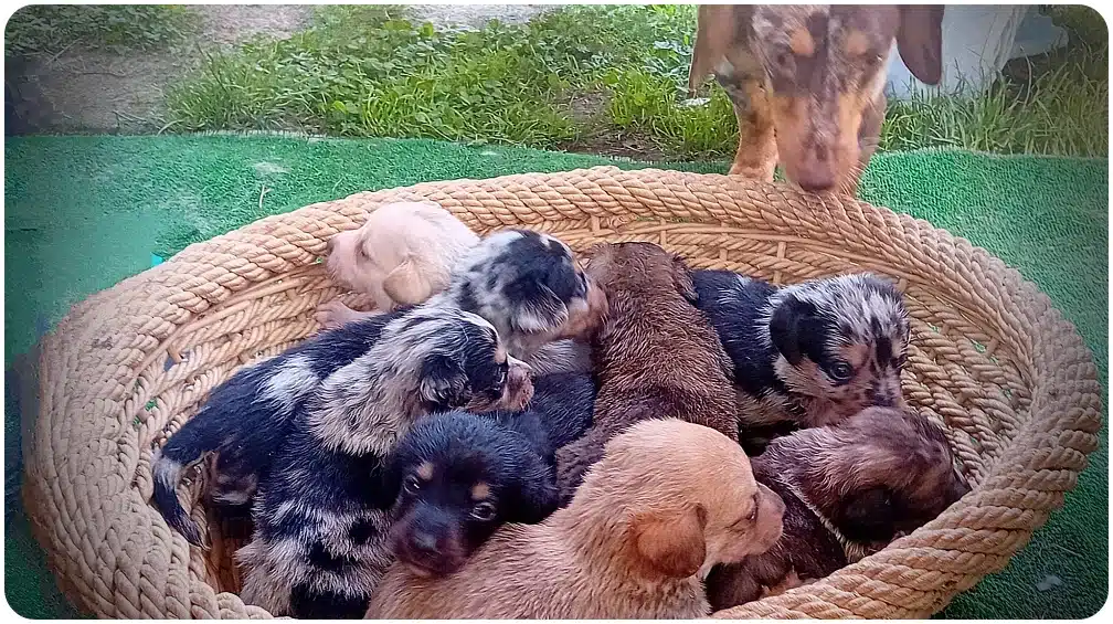 Woven basket full of tiny puppies of mixed colors, with a larger dog peering over the edge outside the basket.