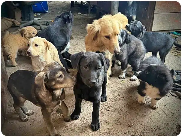 Several puppies of mixed colors (black, brown, and golden) gather in a dirt yard, with a larger golden adult dog in the background.