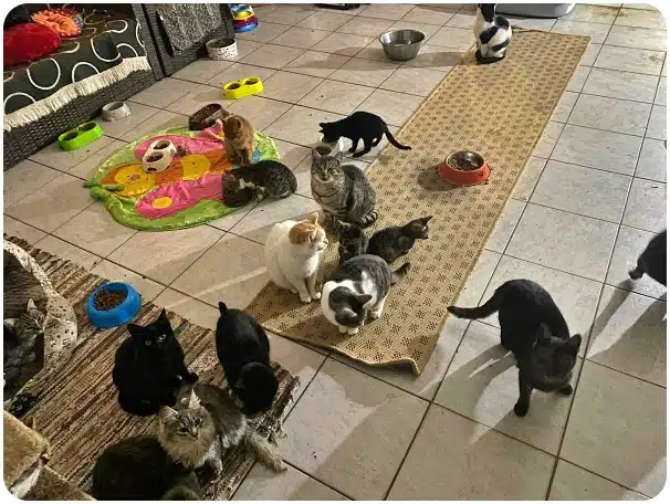 Many cats of various colors gathered on a tiled floor around a beige rug and pink play mat with toys.