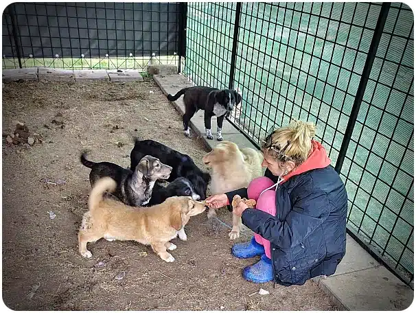 Person crouching in a fenced outdoor shelter, offering treats to a small group of dogs (black, tan, and golden) gathered around.