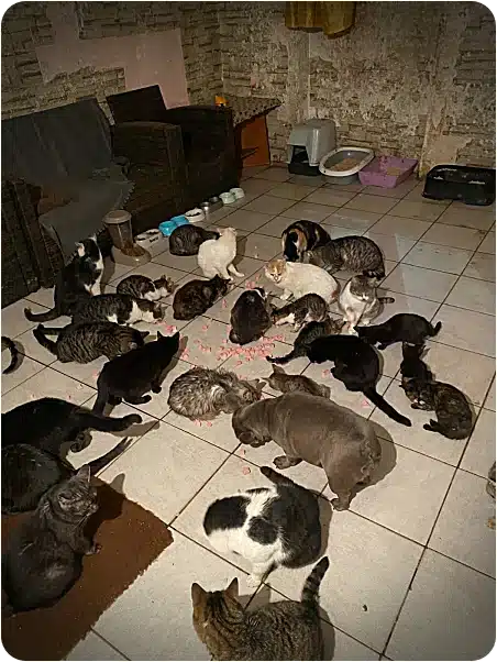 Many cats gathered in a tiled living room, eating from pink bowls scattered on the floor.