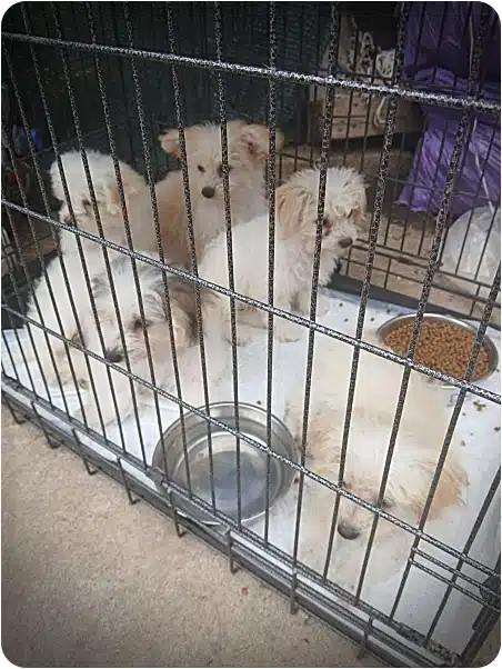 Two small fluffy dogs inside a metal crate, with a water bowl and a dry kibble bowl nearby.
