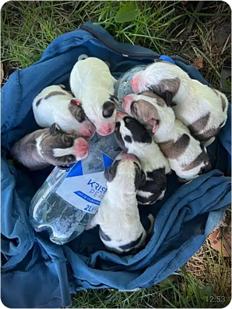 A blue bag on grass filled with several newborn puppies nursing around a water bottle.