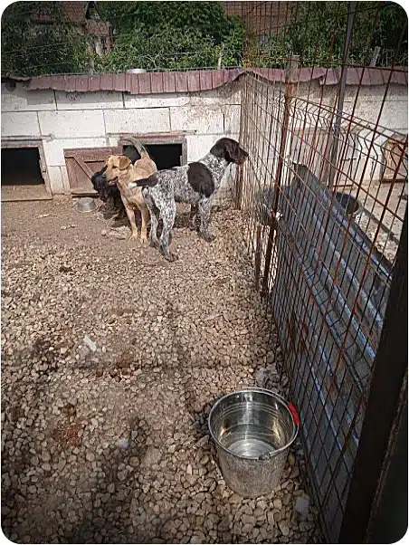 Three dogs in an outdoor kennel near a small doghouse, with a metal water bucket on gravel in the foreground and a wire fence surrounding them.