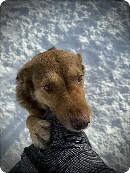 Brown dog grabs a jacket sleeve while standing in the snow outside.