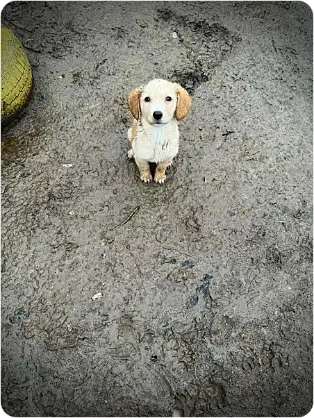 Small light-colored puppy sitting on muddy ground, looking up at the camera with ears flopped to the sides.