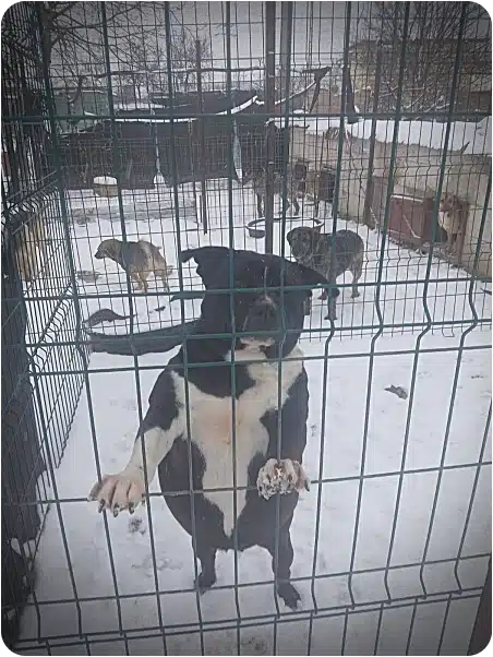Black-and-white dog leans on kennel bars in a snowy outdoor pen, with other dogs in the background.